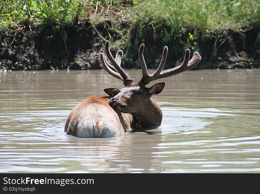 Cooling off in the water