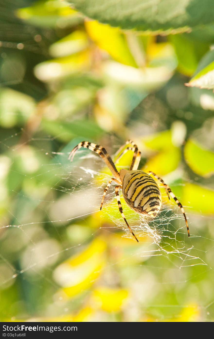 Big spider on a web, focusing on a spider