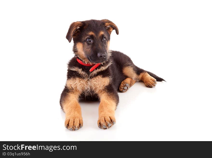 Baby german shepherd isolated over a white background