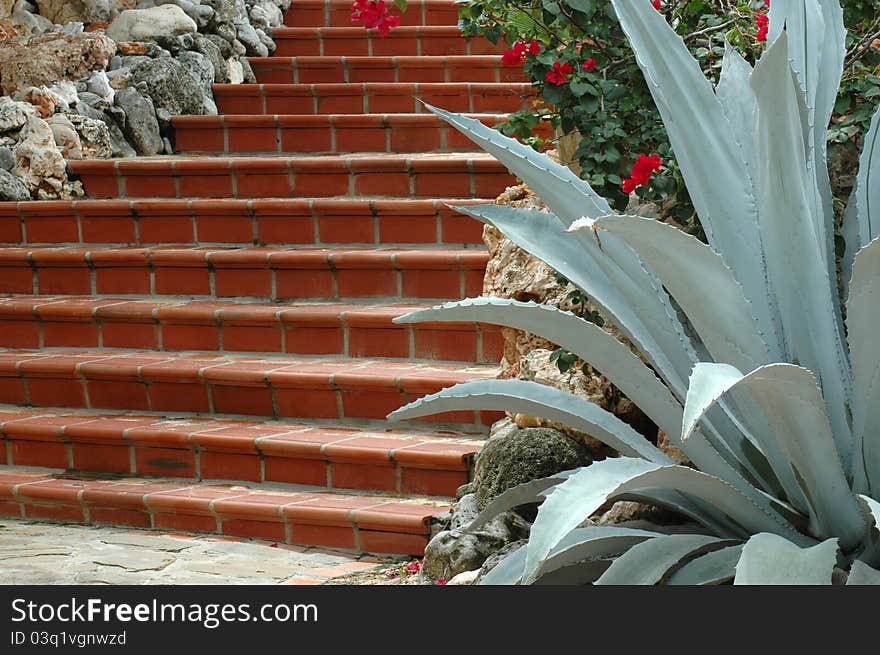 Stairs And Cactus