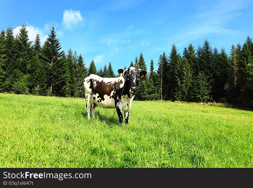 Photo of a cow standing in a field with hills