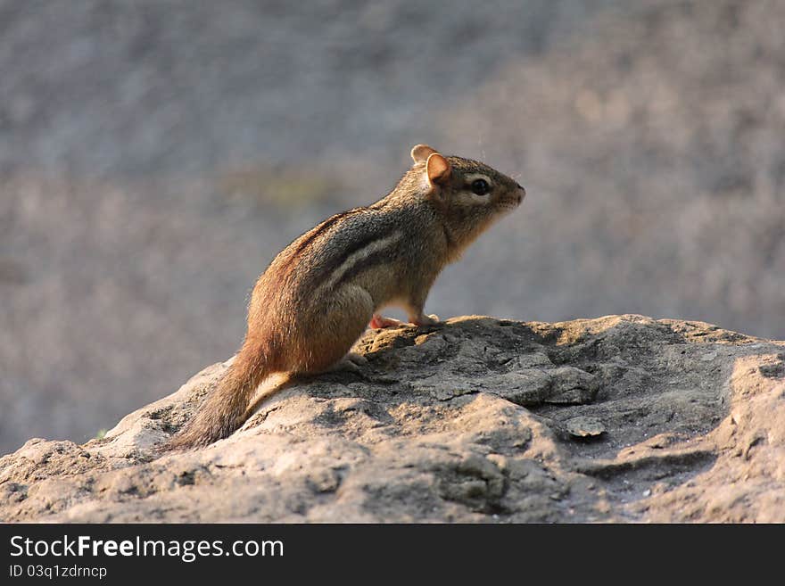 Chipmunk located in Green Bay, WI