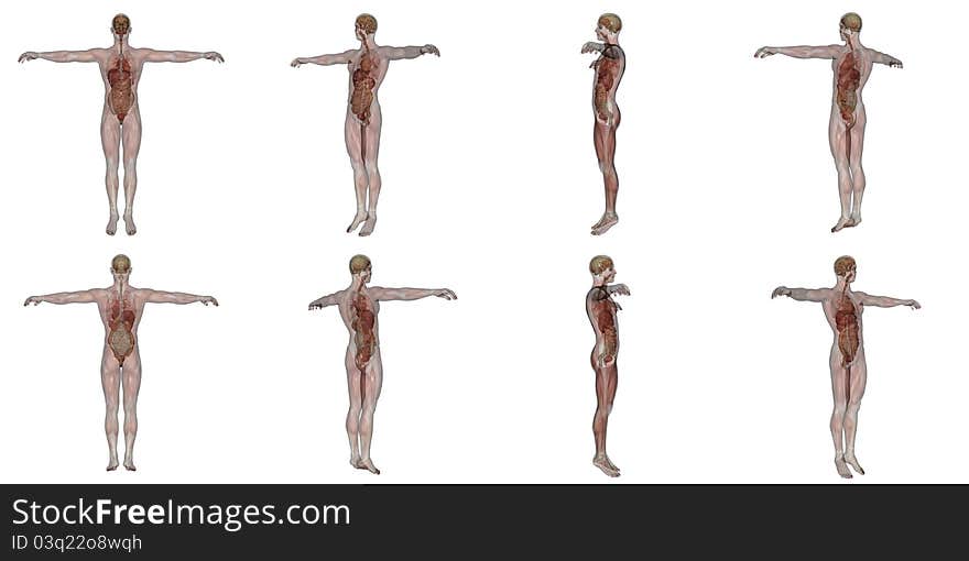 Image of male lay figure. Image of male lay figure