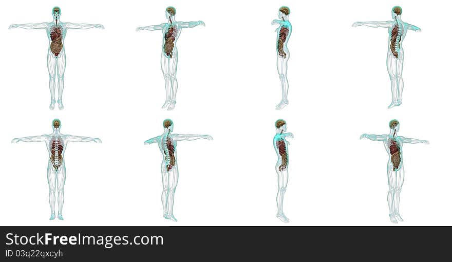 Image of male lay figure. Image of male lay figure