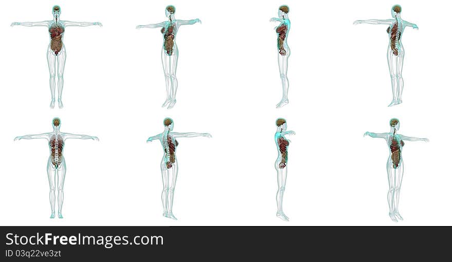 Image of female lay figure. Image of female lay figure