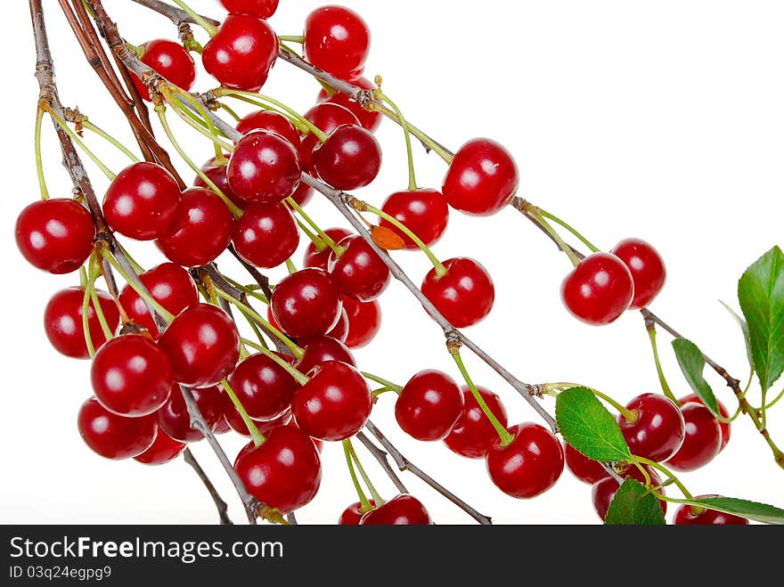 Branch of ripe cherries on white