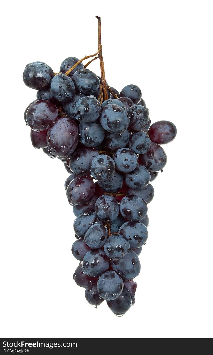 Branch Of Black Grape