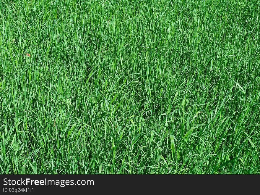 Young green grass. Texture for design