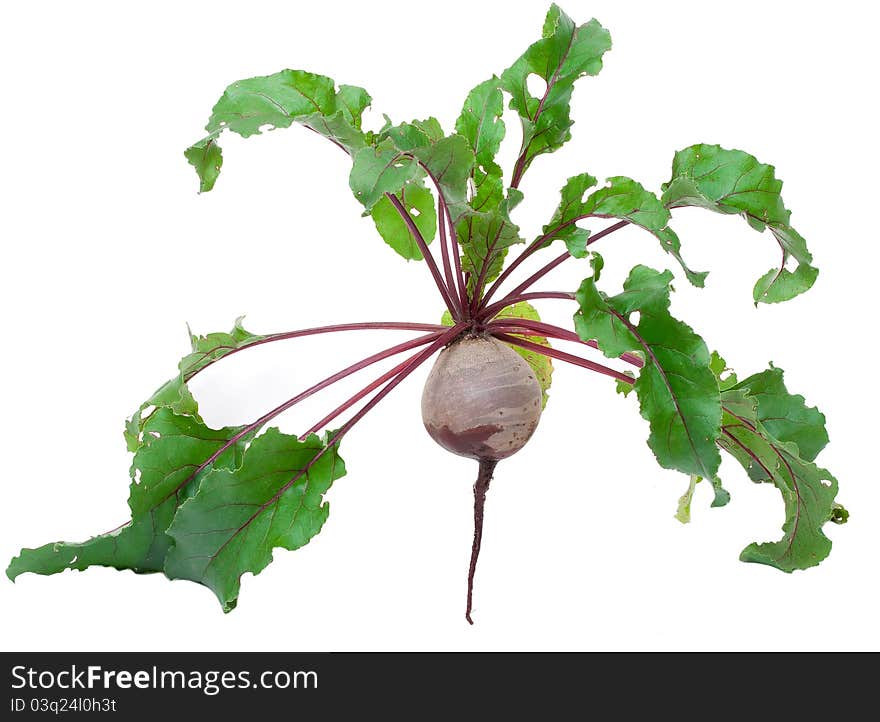 Beet root isolated on white