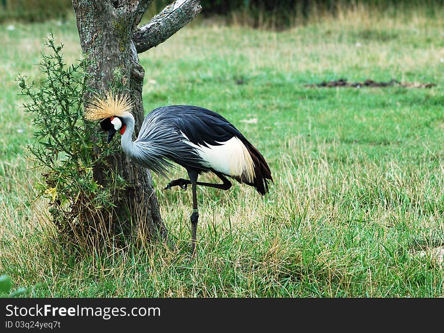 Crowned crane