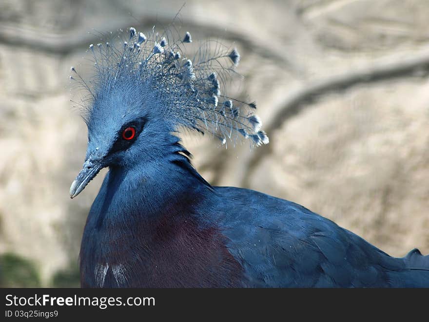 Blue African pigeon