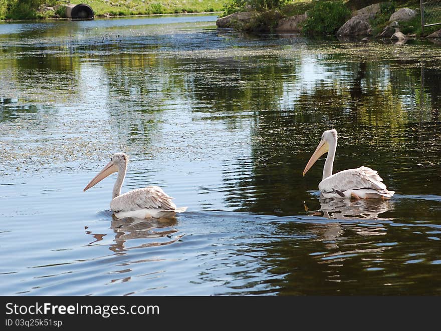 Pink pelicans are swimming in the river