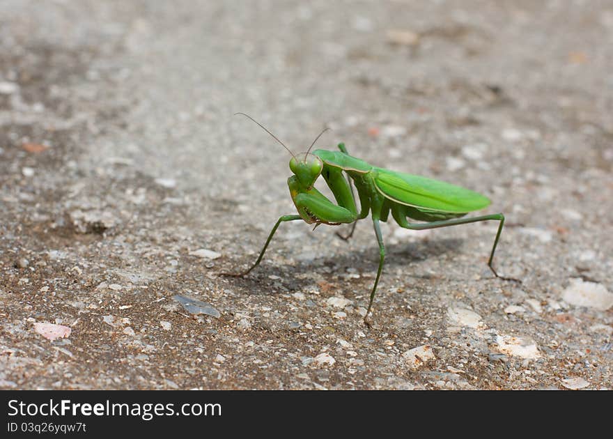 Green mantis over stone background