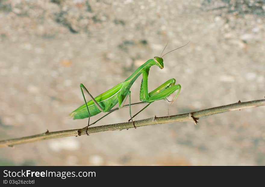 Green mantis riding on twig