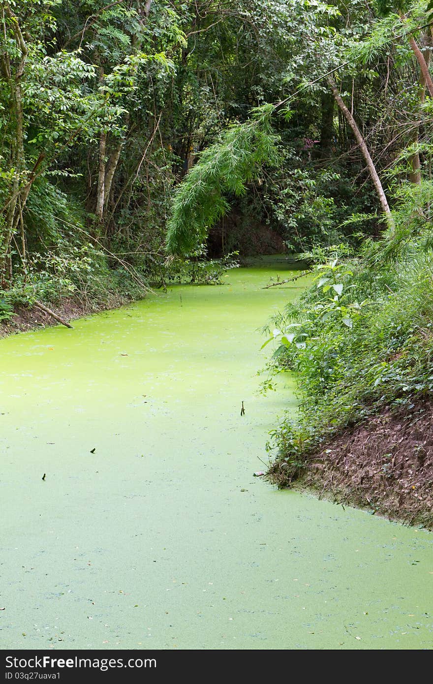 Weed in the pond,Thailand forest