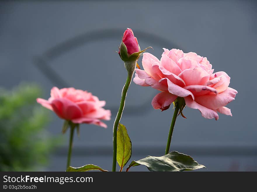 The close-up of pink China rose flower