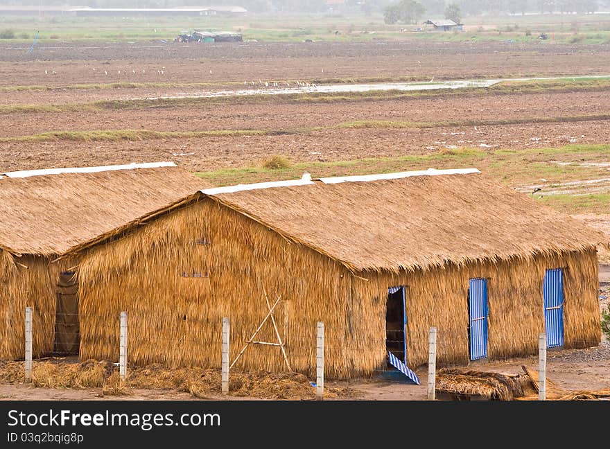 Barns thatched with grass in the middle of the field. Barns thatched with grass in the middle of the field