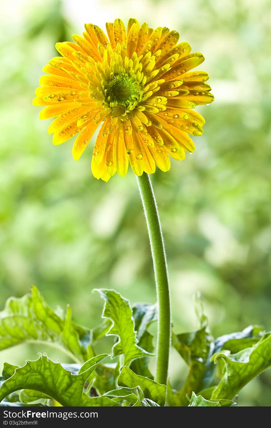 Gerbera Flower