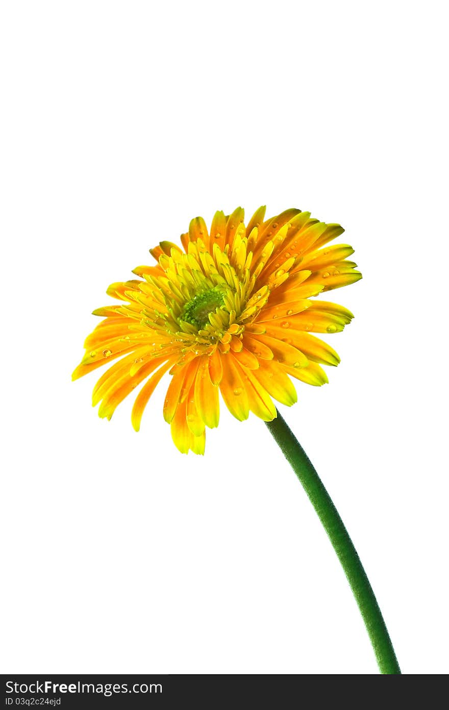 Orange gerbera flowers, outstanding on a white background