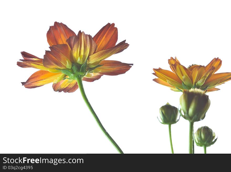 Isolate aster flowers