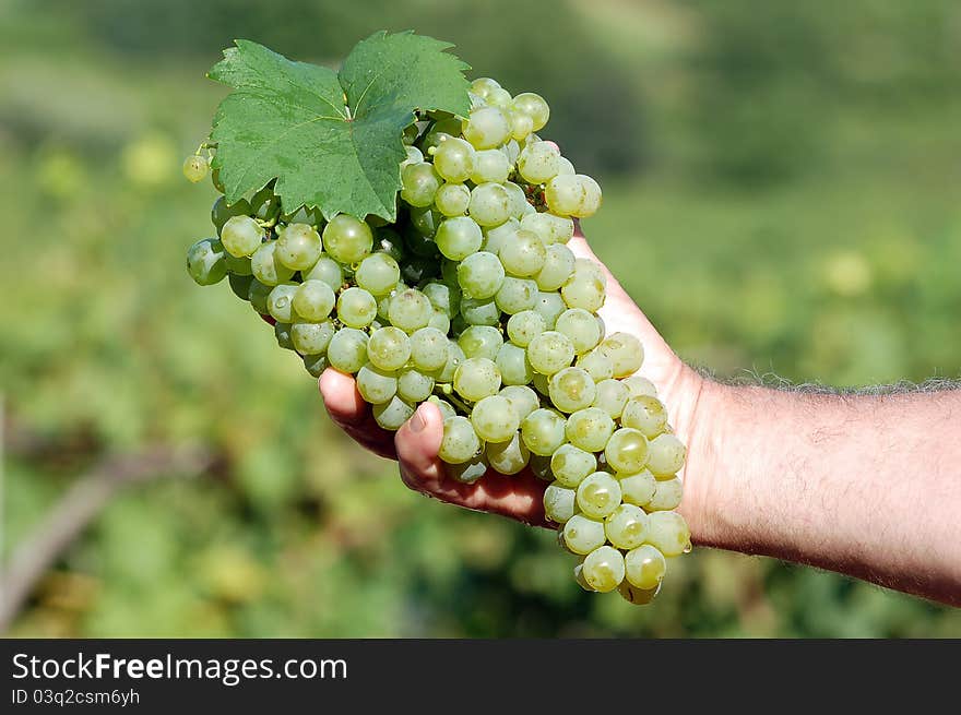 White grapes in male hand