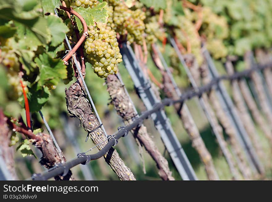 White grapes in the vineyard