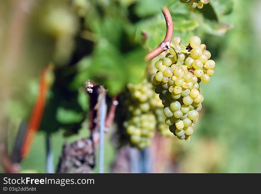 White grape in the vineyard