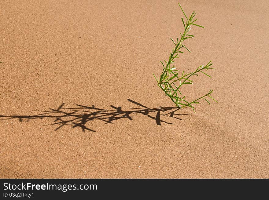 Plant in a desert