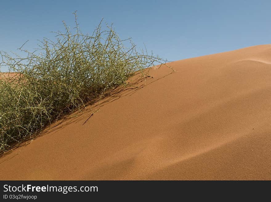 Plant In A Desert