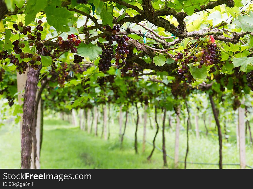 Red grape vine in the yard