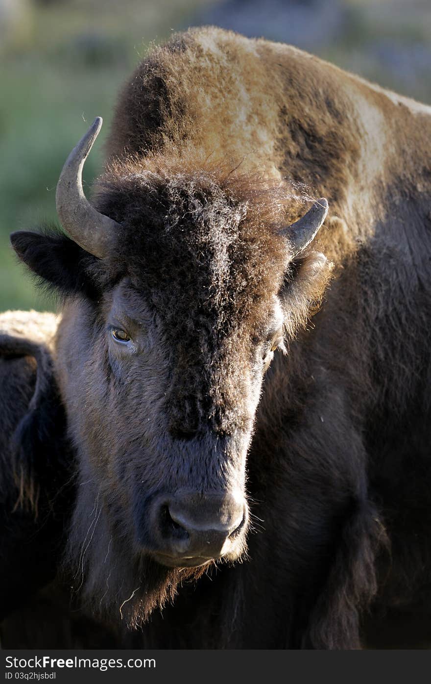 Bison Grazing In Yellowstone National Park