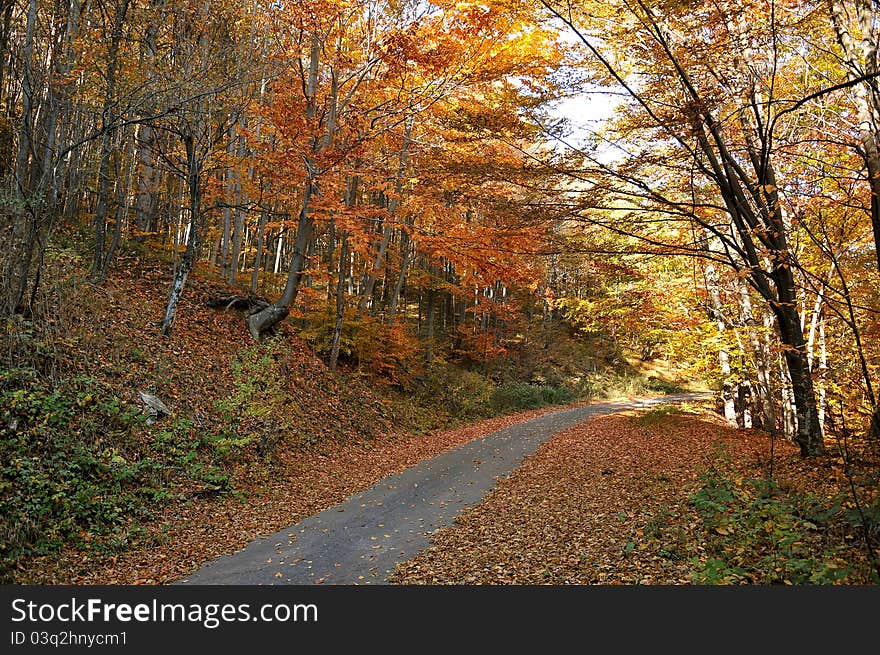 Autumn colors in the forest. Autumn colors in the forest