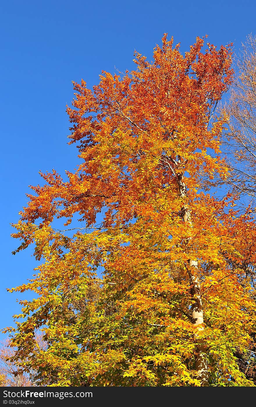 Autumn colors in the forest. Autumn colors in the forest