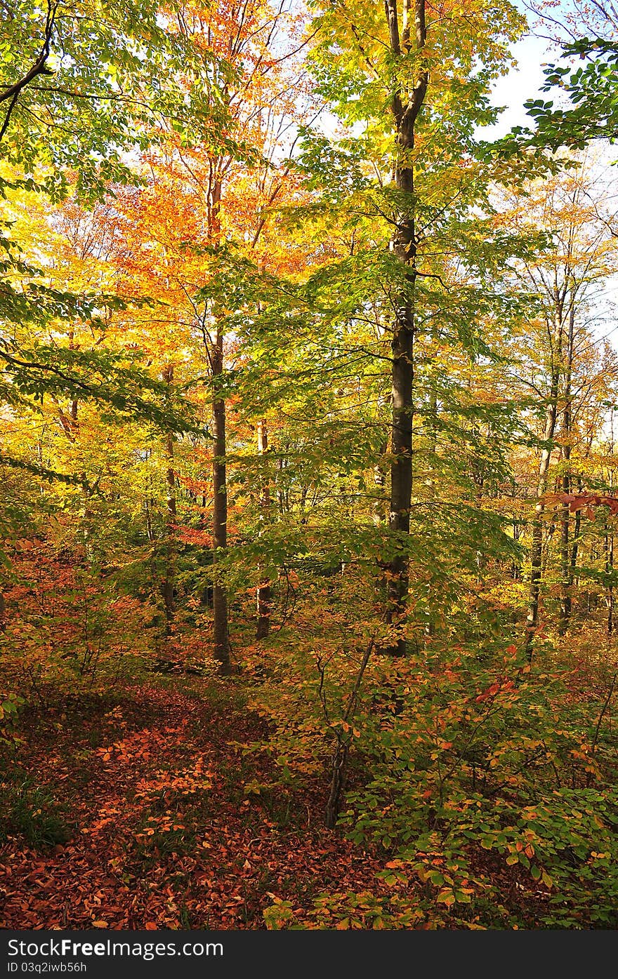 Autumn colors in the forest. Autumn colors in the forest