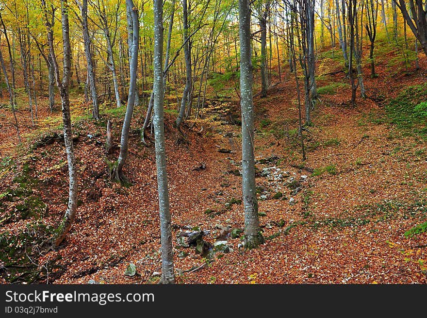 Autumn colors in the forest. Autumn colors in the forest