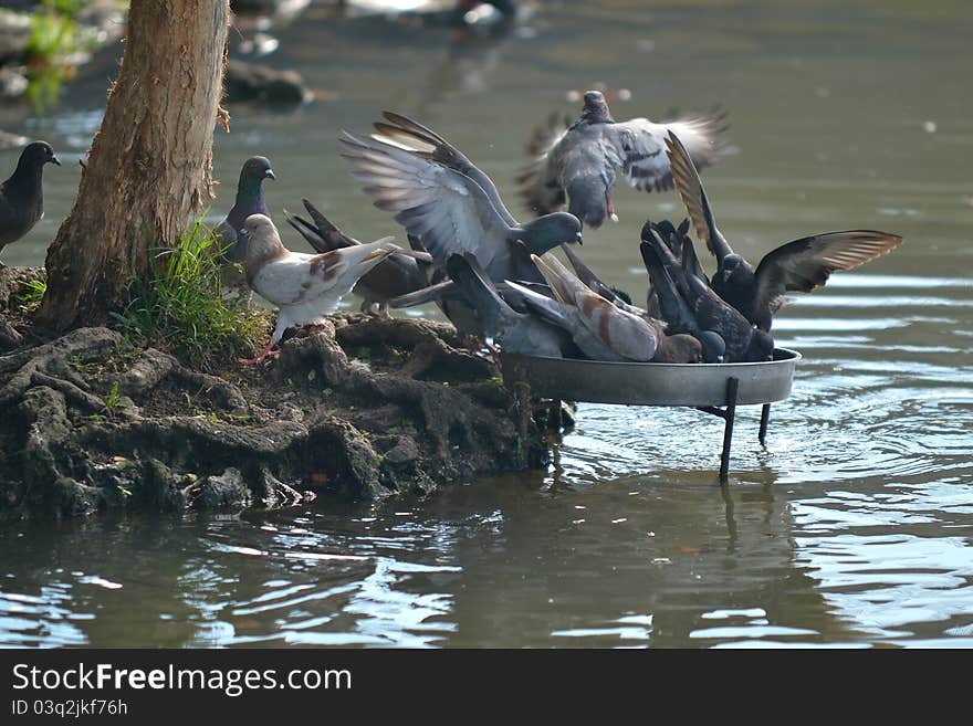 A group of Pigeon at Wet Land Putrajaya