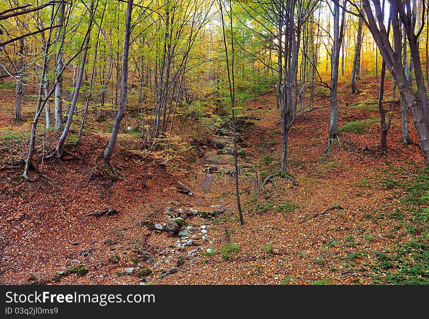 Autumn colors in the forest. Autumn colors in the forest