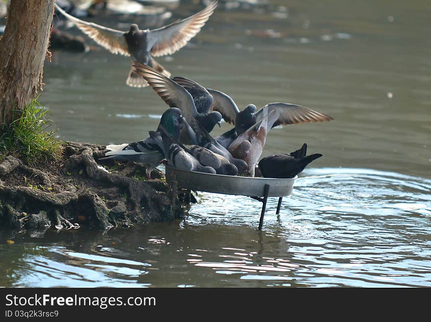 A group of Pigeon at Wet Land Putrajaya