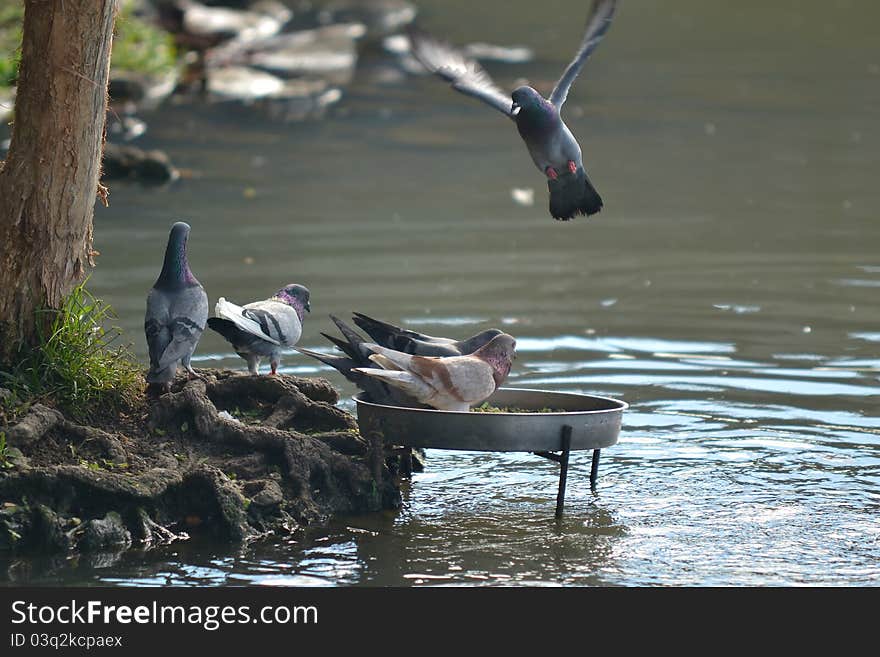 A group of Pigeon at Wet Land Putrajaya