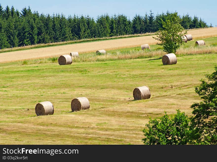 View of summer field with straw bales.