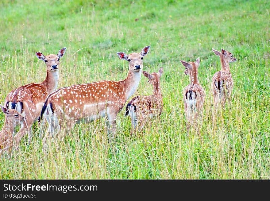 Herd of deers in farmland, picture taken during the daytime.