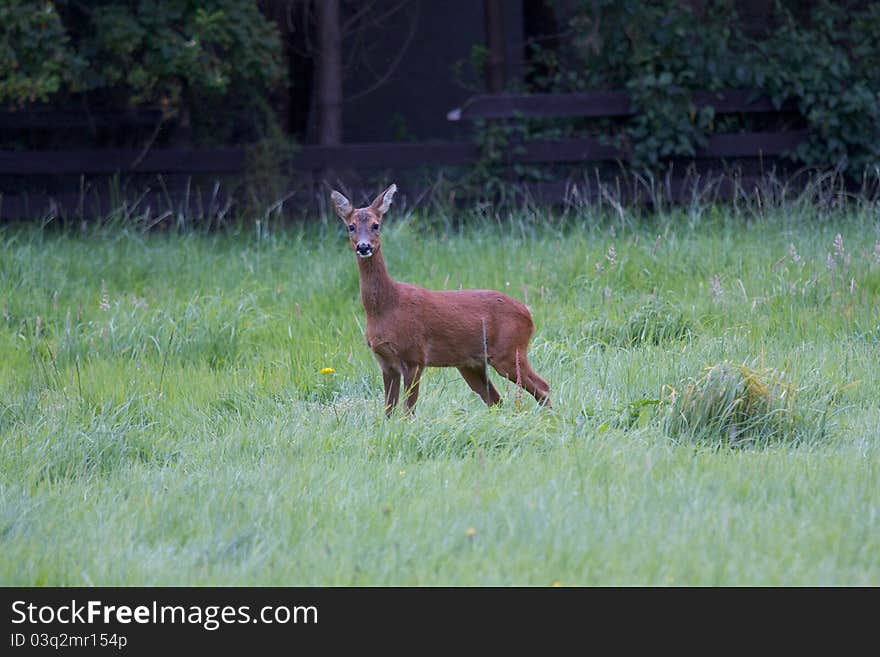 Red Deer in Grass