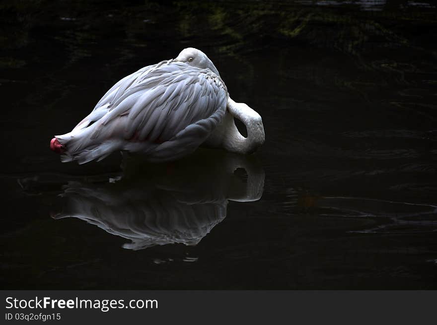 A stork was resting in the middle of the pond