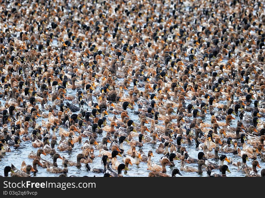 Numerous flock of wild ducks floating on the water. Numerous flock of wild ducks floating on the water