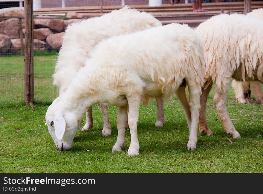 Young sheep eating grass in green field