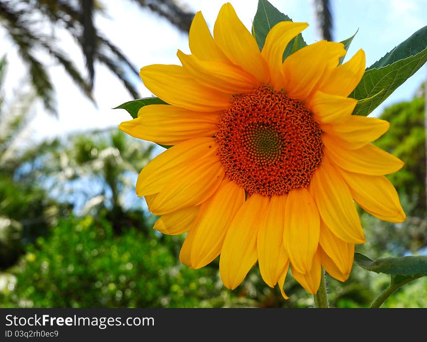 Beautiful sunflower