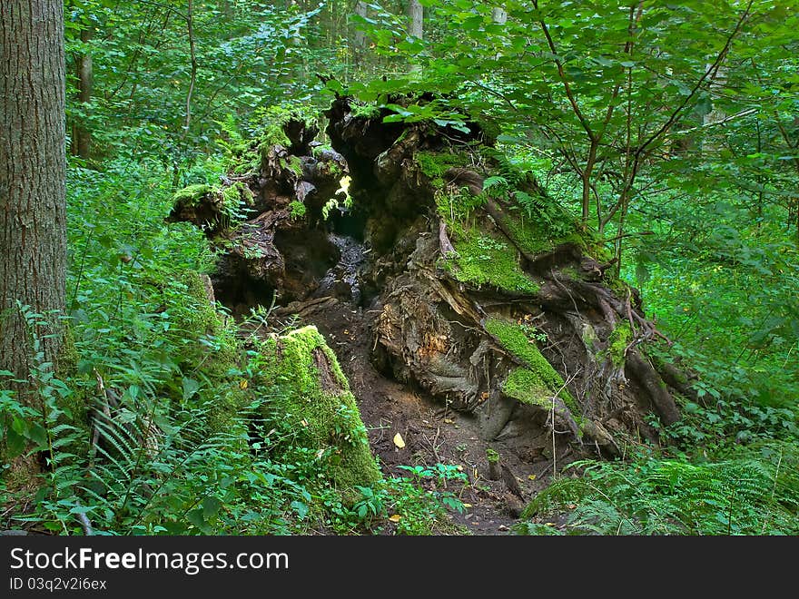 Sequester natural vegetation in the reserve of Bialowieza Forest, in Poland, Podlasie, during the summer. Sequester natural vegetation in the reserve of Bialowieza Forest, in Poland, Podlasie, during the summer