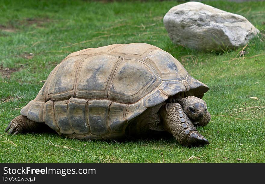 Turtle On The Grass