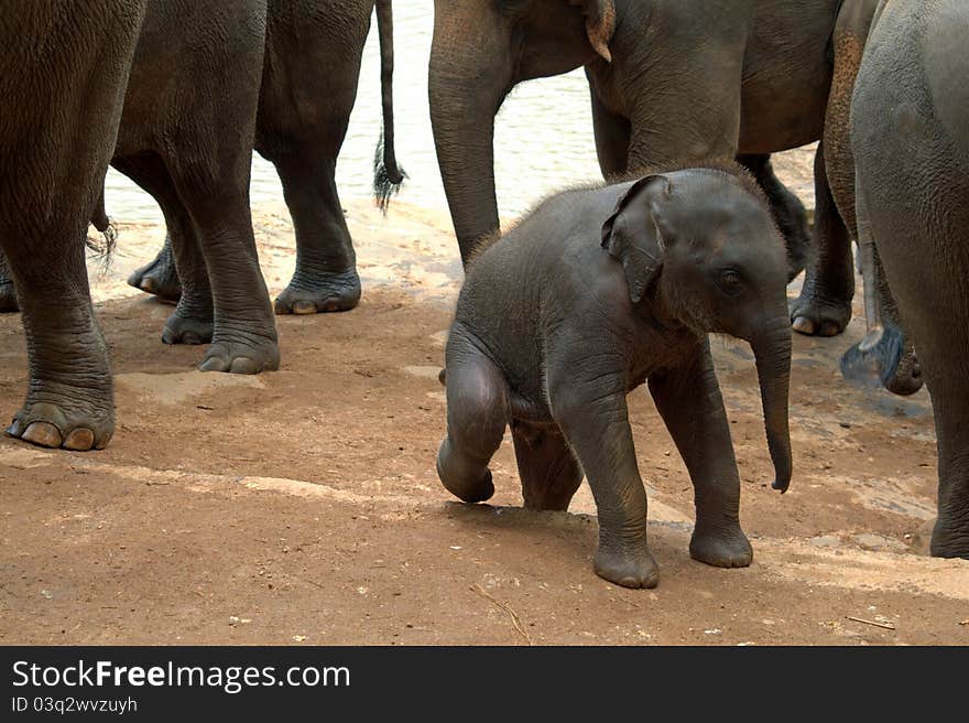 Pinnawela Elephant Orphanage in Sri Lanka, Asia. Pinnawela Elephant Orphanage in Sri Lanka, Asia