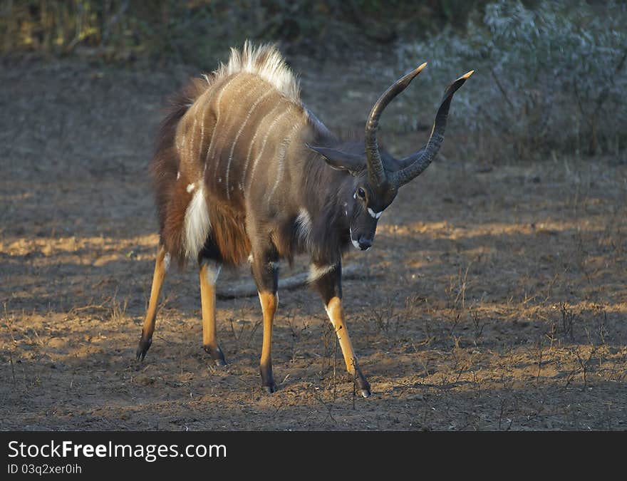 Nyala Bull